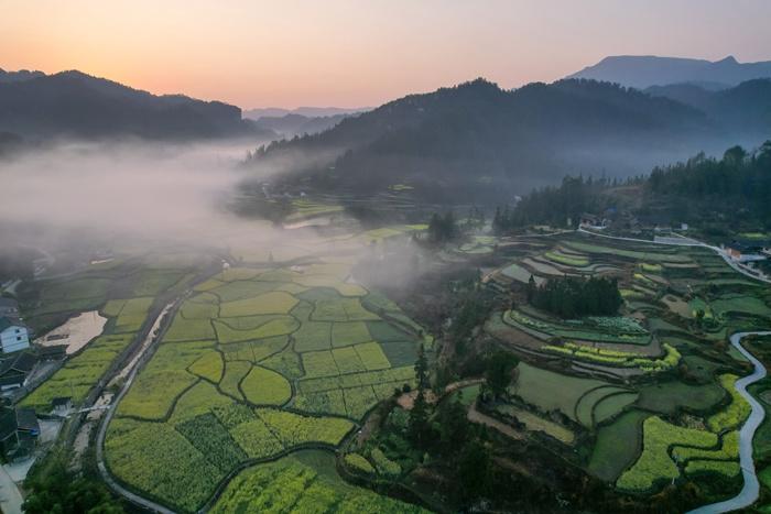 貴州鄉(xiāng)村油菜花綻放景色如畫